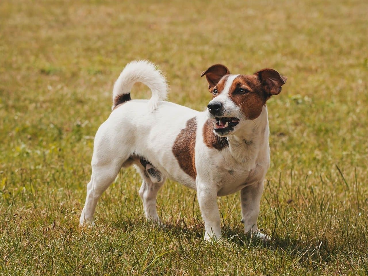 Jack russell à poil lisse debout de profil dans l'herbe, robe blanche à marques fauves, oreilles tombantes et queue relevée