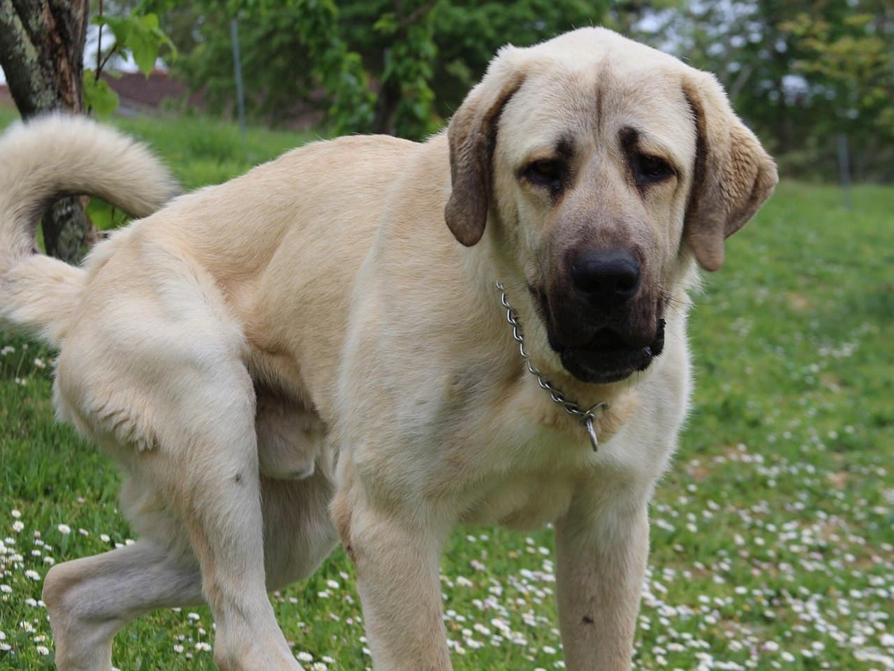 Un berger du kangal adulte crème debout sur une pelouse fleurie de pâquerettes, avançant vers l'objectif, la tête basse et le regard vers le bas ; masque sombre couvrant le museau, oreilles triangulaires tombantes à extrémités arrondies, queue relevée et enroulée au-dessus du dos, collier chaîne métallique au cou ; verger et prairie flous derrière lui