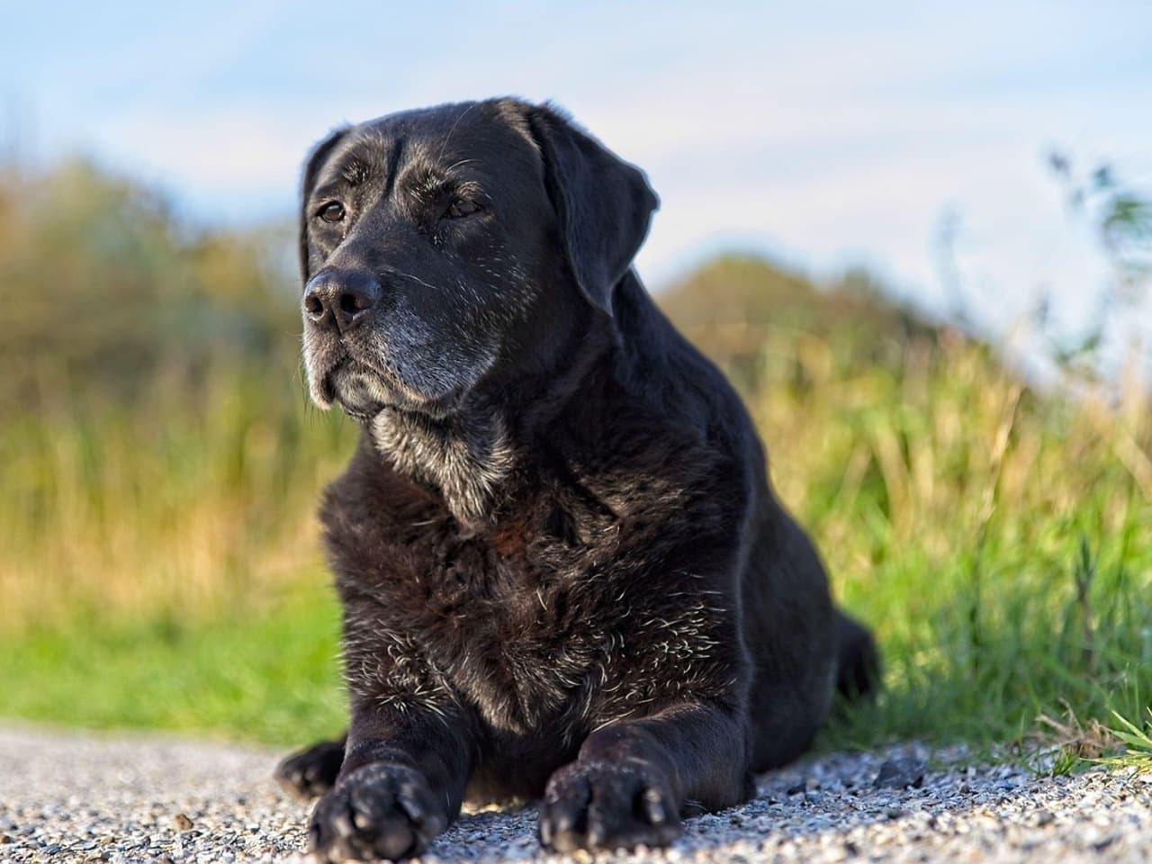 Labrador noir âgé couché sur un chemin de gravier, museau et poitrail grisonnants, poil court et luisant