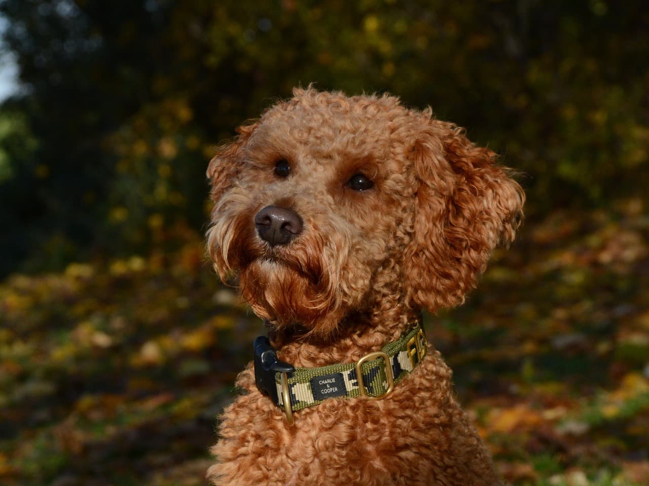 Lagotto Romagnolo adulte marron orangé assis face à l'objectif, cadré en buste, poil laineux en boucles serrées sur tout le crâne, barbe et sourcils fournis, oreilles tombantes couvertes de boucles, collier sombre à plaques, feuillage d'automne flou derrière lui