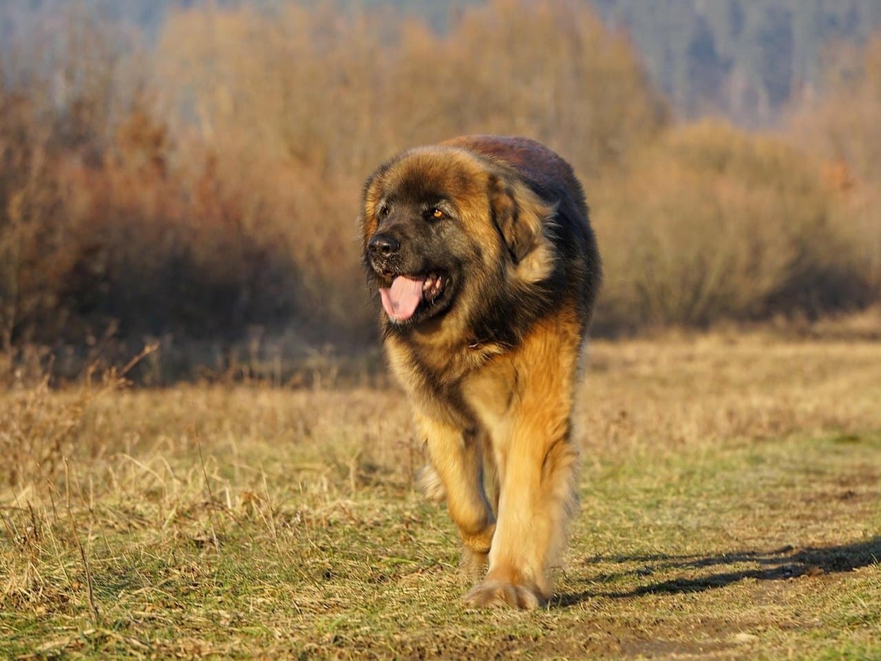 Un leonberg adulte fauve au masque noir trottant vers l'objectif sur un chemin herbeux, chien entier de face, gueule ouverte et langue sortie ; crinière fournie au cou et au poitrail, franges aux antérieurs, oreilles pendantes bien attachées ; broussailles sèches et lumière rasante d'automne derrière lui