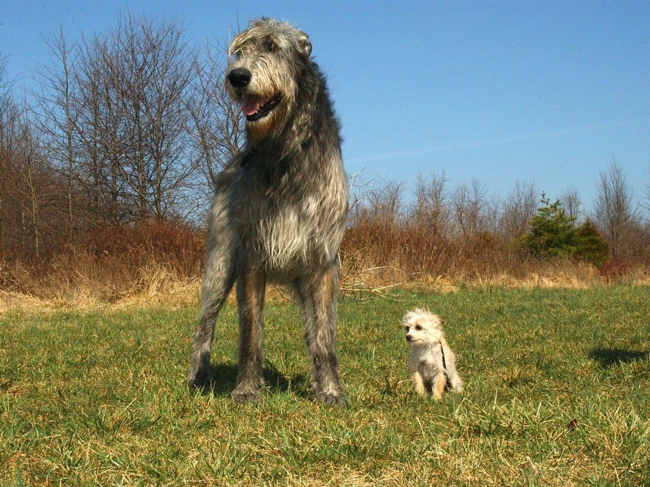 Un lévrier irlandais gris debout dans une prairie d'hiver, chien entier sur ses quatre pieds, vu de trois quarts avant et légèrement en contre-plongée ; son poil est dur et hirsute, la barbe et les sourcils sont fournis, la gueule est ouverte. Un très petit chien blanc est assis dans l'herbe à sa droite et donne l'échelle. Arbres nus et ciel bleu derrière eux