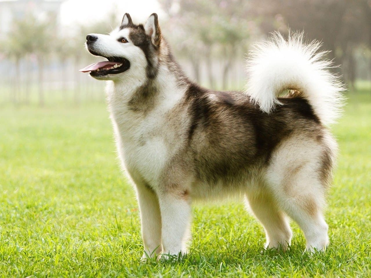 Un malamute d'Alaska adulte debout de profil sur une pelouse, quatre pieds au sol, la tête haute tournée vers la gauche et la gueule ouverte ; masque blanc et selle gris sombre, œil brun, petites oreilles triangulaires dressées, queue blanche très fournie portée en panache au-dessus du dos ; verger flou en arrière-plan, ni collier ni laisse