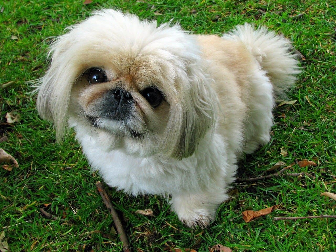 Un pékinois adulte crème debout sur une pelouse jonchée de feuilles mortes, vu de trois quarts et en légère plongée, chien entier sur ses quatre pieds ; face aplatie au masque sombre, gros yeux ronds foncés, oreilles cordiformes frangées plaquées le long de la tête, collerette de poils autour du cou et franges aux membres ; ni collier ni laisse
