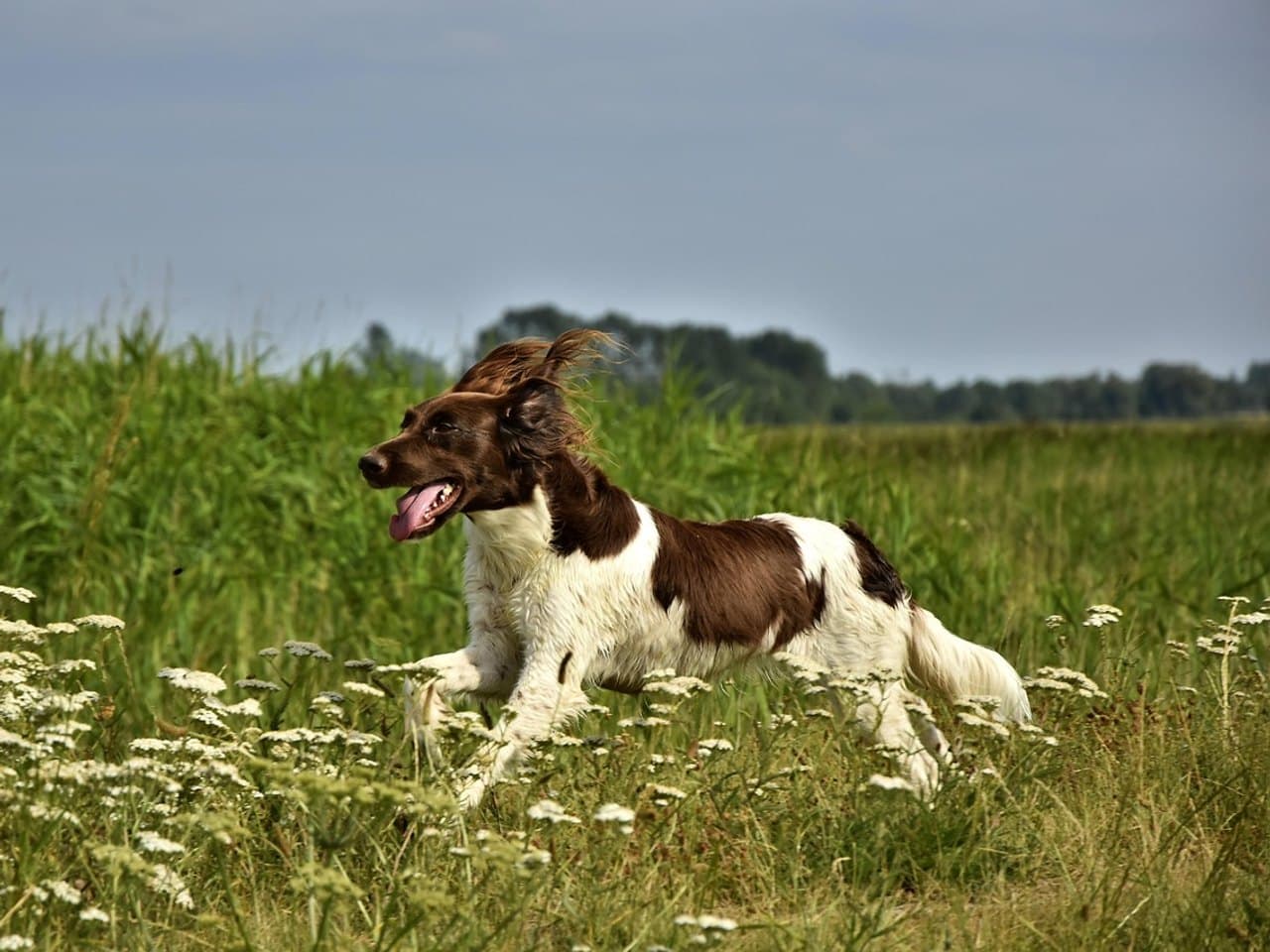 Un petit épagneul de Münster marron et blanc au galop dans une prairie de fleurs blanches, de profil gauche, chien entier ; sa robe est blanche largement mouchetée de marron avec un manteau plus sombre, ses oreilles tombantes et frangées volent en arrière, la langue sort, et une ligne d'arbres floue ferme l'horizon