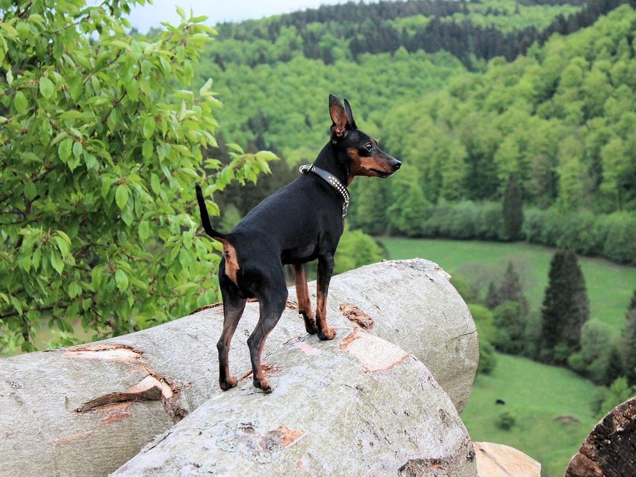 Un pinscher nain adulte noir et feu debout de profil droit sur un tas de troncs coupés, chien entier sur ses quatre pieds, la tête tournée vers la vallée ; poil ras et luisant, marques feu au-dessus des yeux, au museau et aux membres, oreilles dressées naturelles, queue longue portée en sabre, collier de cuir clouté ; feuillage clair à gauche et versant boisé derrière lui