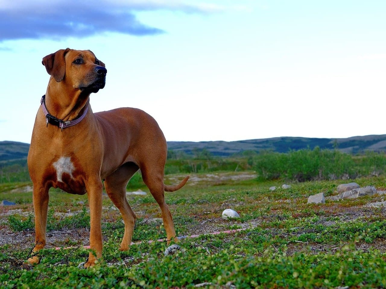 Un rhodesian ridgeback adulte froment rouge debout de profil gauche sur une lande rase, chien entier sur ses quatre pieds, la tête tournée vers l'horizon ; museau et oreilles sombres, tache blanche au poitrail, fouet tombant en légère courbe, collier fin à anneau ; collines basses et ciel nuageux de fin de journée derrière lui