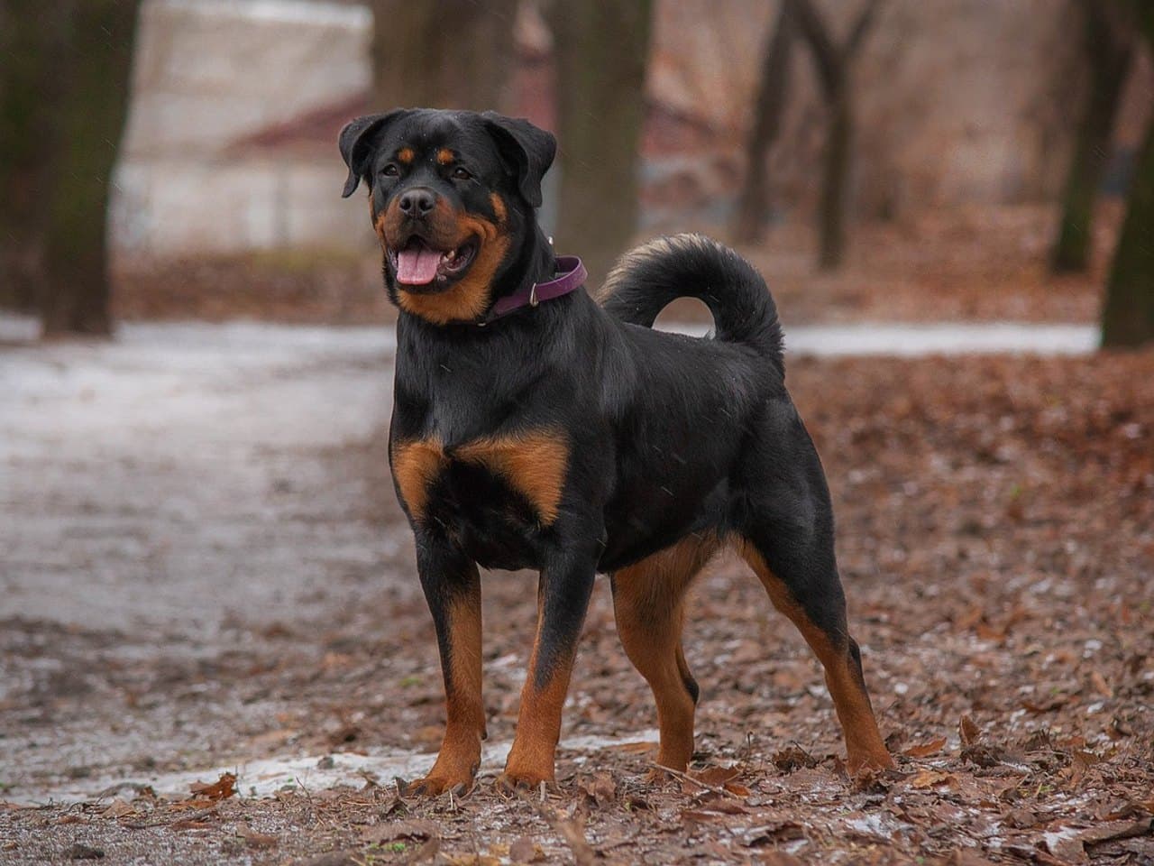 Rottweiler adulte noir et feu debout de trois quarts sur un chemin forestier en hiver, corps compact et musclé, marques feu nettes sur les joues, le poitrail et les pattes, oreilles tombantes, gueule ouverte langue sortie, queue naturelle enroulée sur la croupe, collier violet fin