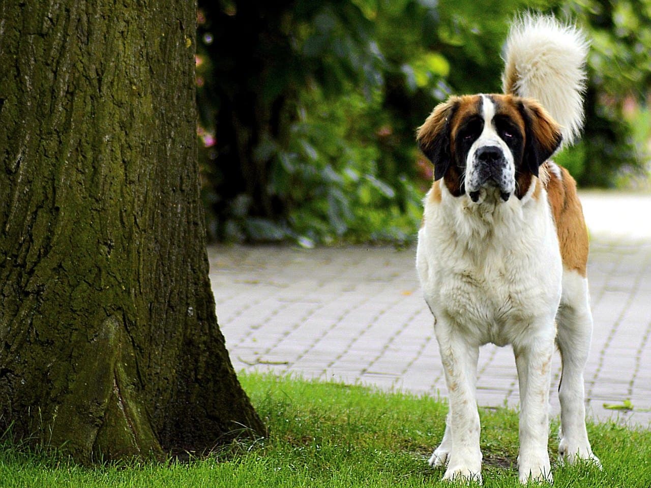 Saint-Bernard adulte à poil court blanc et roux debout de face sur une pelouse, à côté d'un large tronc d'arbre, tête massive au masque sombre et à la liste blanche, oreilles tombantes, queue touffue portée haute et recourbée, sans collier