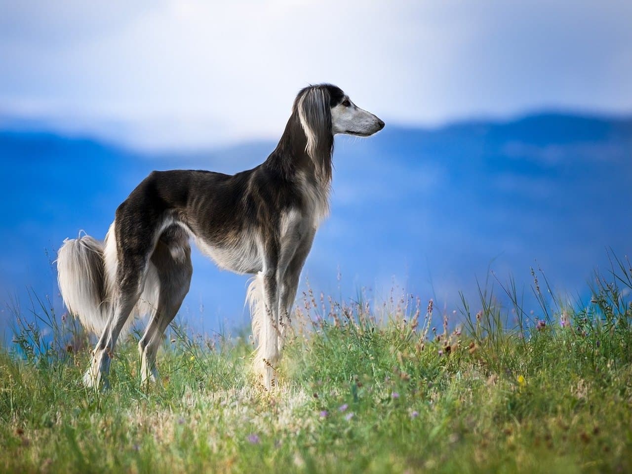 Un saluki adulte gris argenté debout de profil sur une crête herbeuse fleurie, quatre pieds au sol, la tête haute tournée vers la droite ; longues franges soyeuses aux oreilles, queue basse portée courbée et abondamment frangée, corps sec et arqué au rein ; montagnes bleues floues et ciel clair derrière lui, ni collier ni laisse