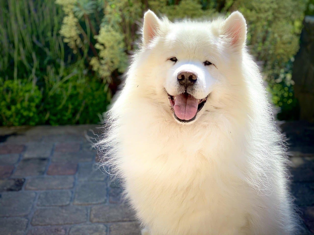 Samoyède adulte blanc assis de face dans un jardin, épaisse fourrure double qui se détache du corps, petites oreilles dressées bien fourrées, coins de la bouche relevés en sourire, langue sortie, fond de feuillage et de pavés flou