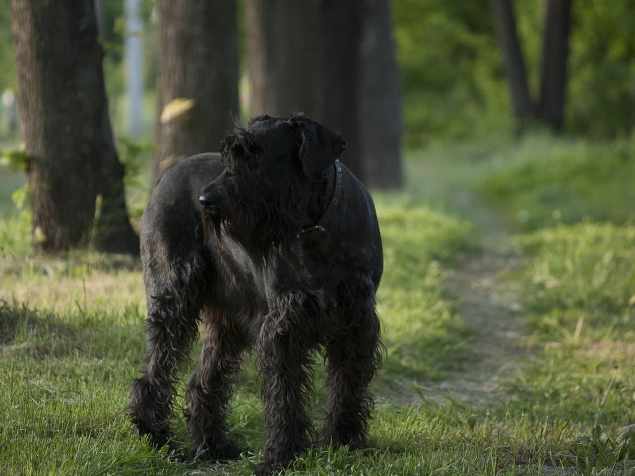 Un schnauzer géant noir adulte debout de trois quarts face sur un chemin forestier herbeux, chien entier sur ses quatre pieds, la tête tournée vers la droite ; barbe, moustache et sourcils fournis, oreilles en V repliées vers l'avant, poil long et broussailleux sur les membres, collier large à anneau ; troncs d'arbres flous et lumière rasante de sous-bois derrière lui