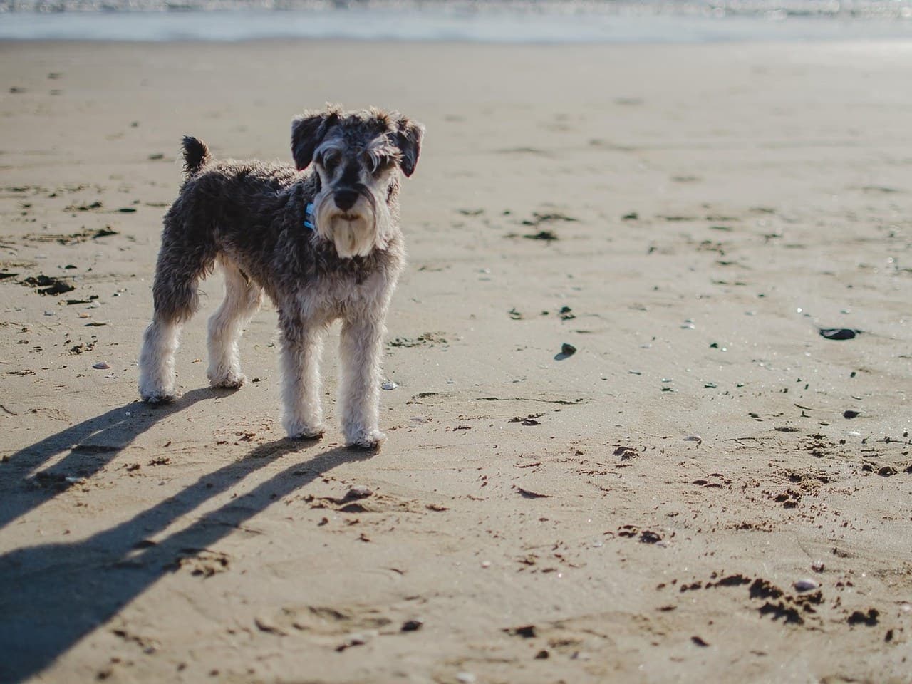 Schnauzer nain adulte poivre et sel debout sur le sable mouillé d'une plage, corps entier de trois quarts face, oreilles en V repliées vers l'avant, sourcils broussailleux et barbe claire, membres à franges blanches, fin collier bleu