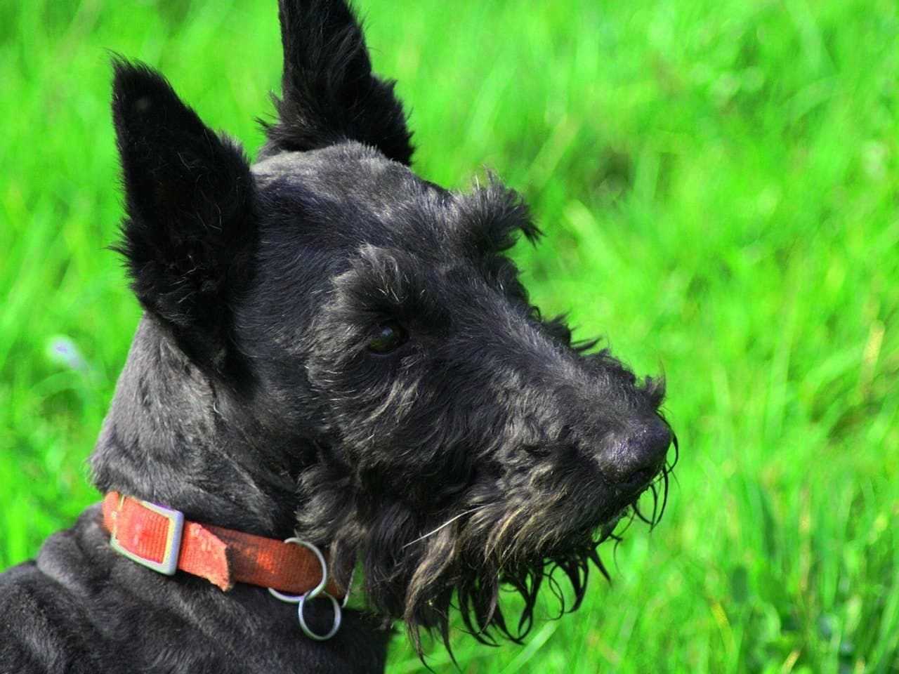 Tête et encolure d'un scottish terrier noir de profil droit, adulte, sur un fond d'herbe verte hors de mise au point ; le crâne est long et plat, la barbe et les sourcils forment de longues mèches raides, les deux oreilles sont dressées et pointues, et un collier orange à anneau métallique entoure le cou
