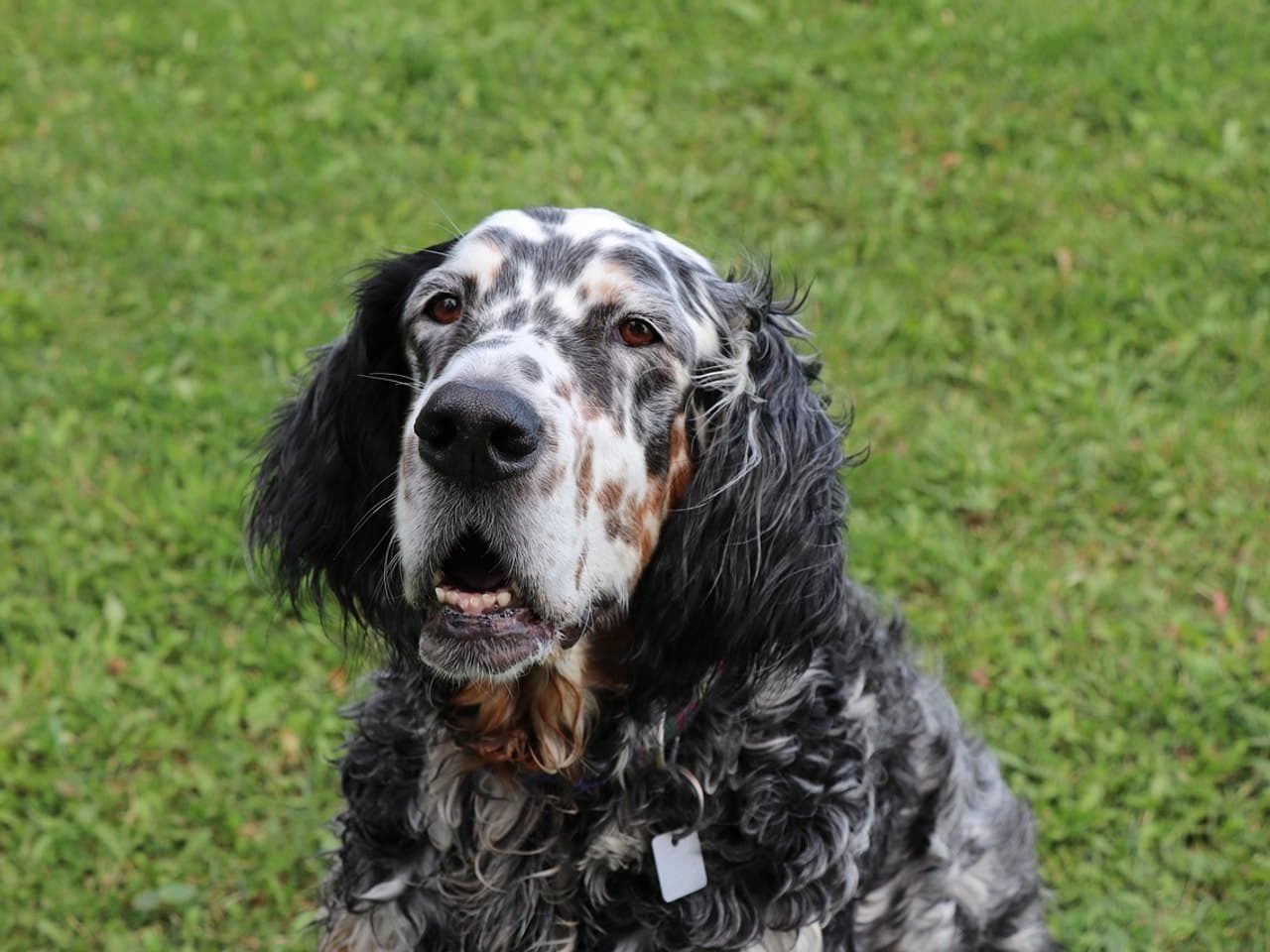 Setter anglais blue belton assis dans l'herbe, vu de face, robe blanche mouchetée de noir, taches feu sur le museau et au-dessus des yeux, longues oreilles noires soyeuses tombantes, gueule entrouverte