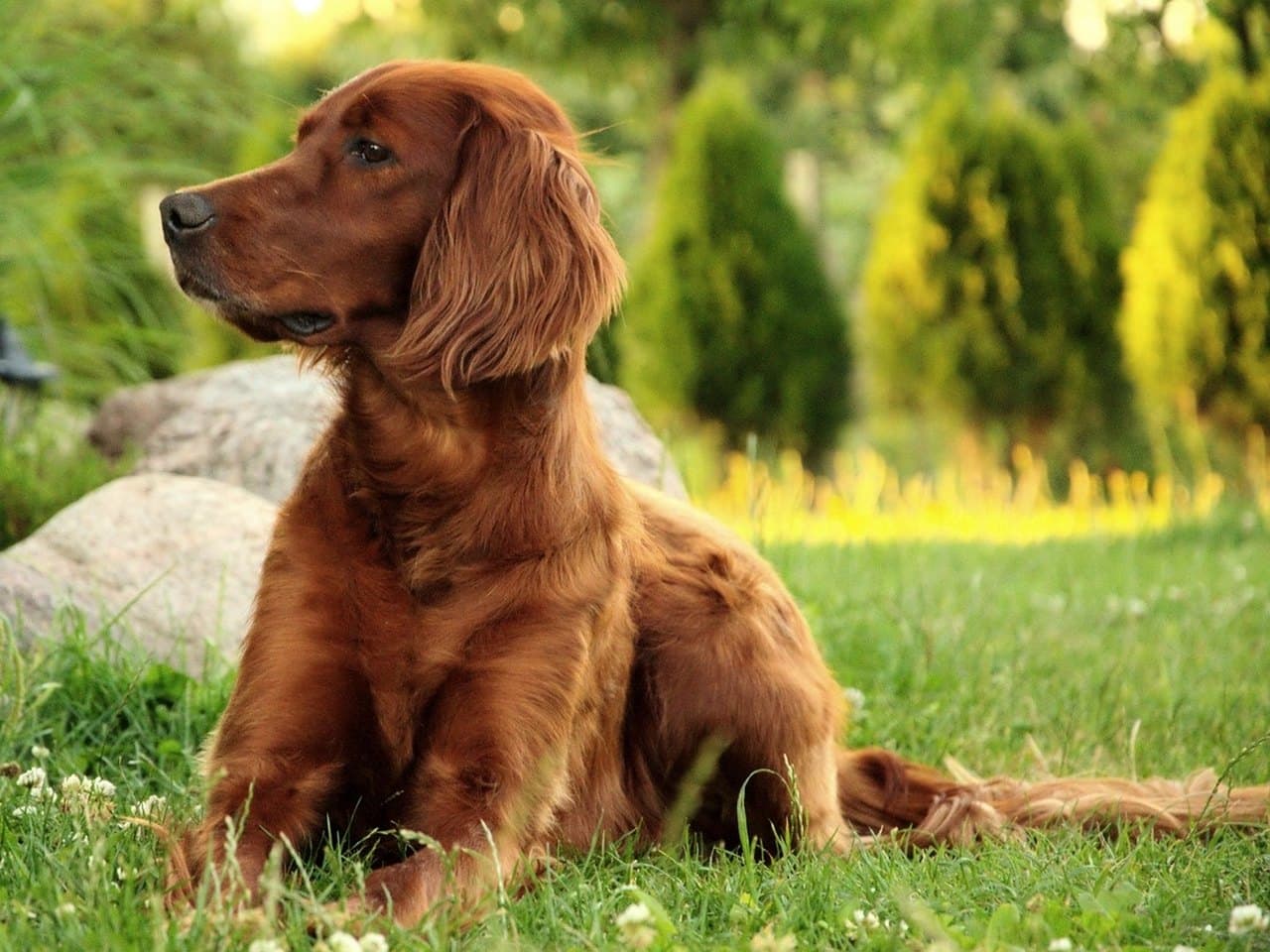 Un setter irlandais rouge adulte couché de profil gauche sur une pelouse, chien entier, la tête haute tournée vers la gauche ; robe d'un châtaigne vif et uniforme sans marque noire, longues franges soyeuses aux oreilles, aux membres et à la queue étendue derrière lui, ni collier ni laisse ; rocher clair à gauche, conifères taillés et lumière chaude de fin de journée à l'arrière-plan