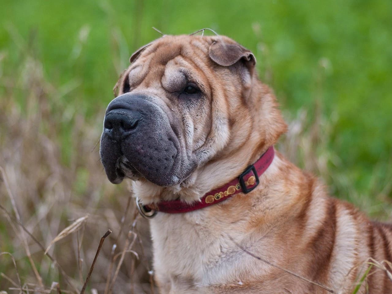 Shar-Pei adulte fauve assis dans l'herbe, buste et tête de trois quarts, museau large et rembourré au masque sombre, très petites oreilles triangulaires repliées vers l'avant, rides du crâne, œil net et non irrité, collier rouge