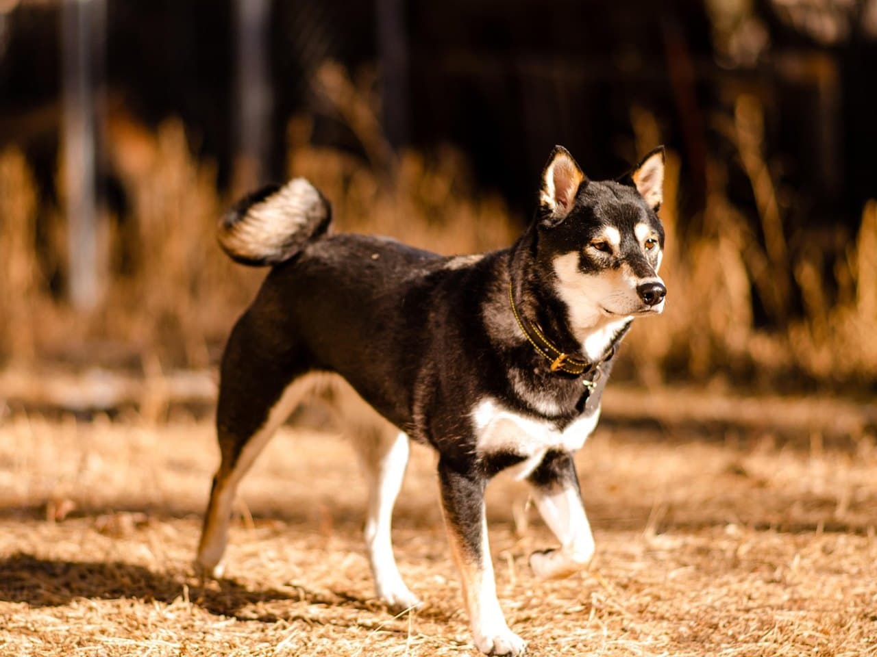 Shiba inu adulte noir et feu marchant sur un sol d'herbe sèche, vu de trois quarts, joues, gorge et poitrail blancs, sourcils feu au-dessus des yeux, petites oreilles triangulaires dressées, queue épaisse enroulée sur la croupe, collier fin