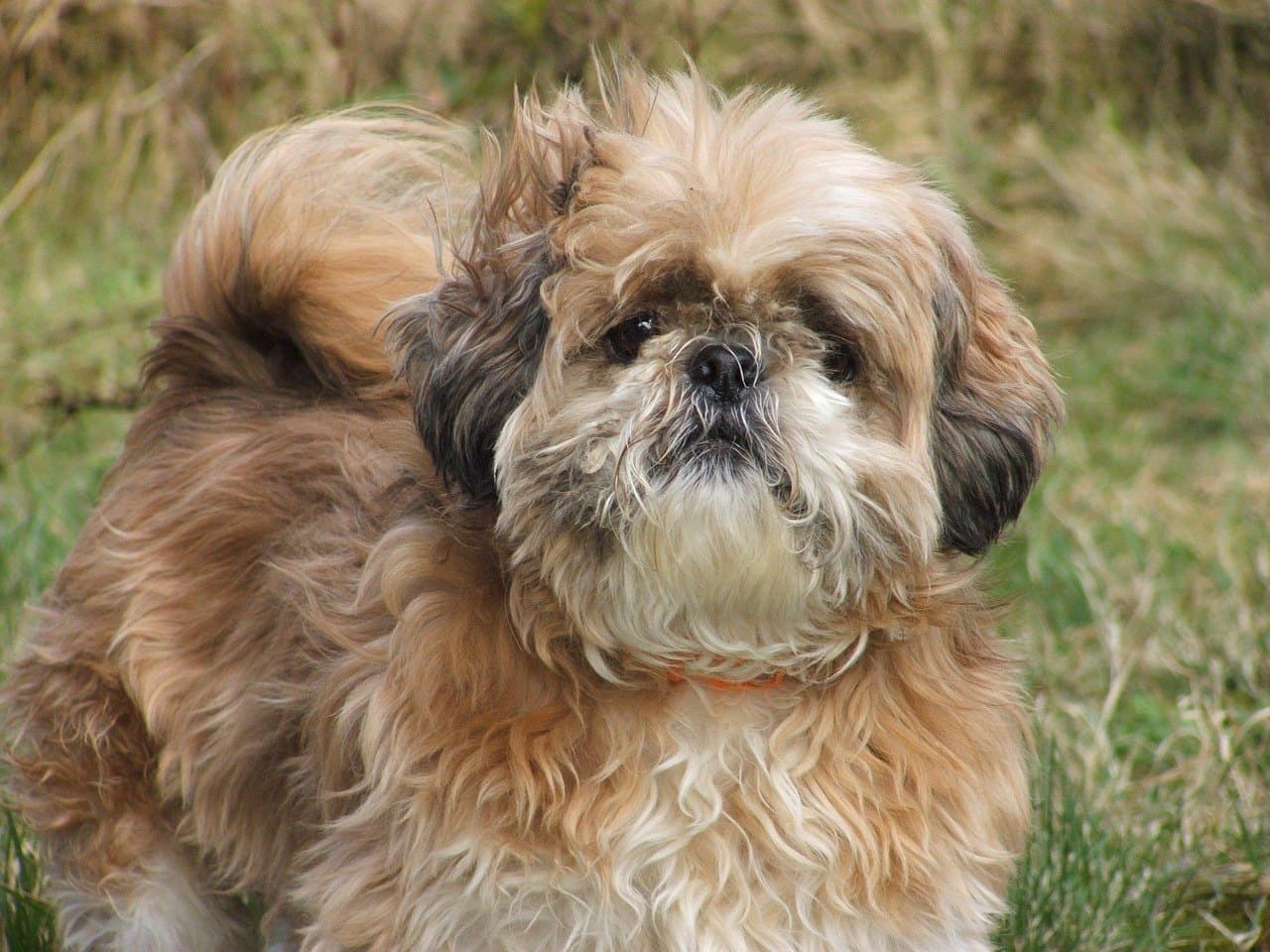 Shih tzu adulte fauve et blanc debout dans l'herbe, museau court et poil rayonnant autour de la face, oreilles sombres, queue touffue portée sur le dos