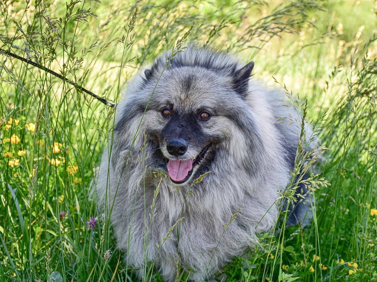 Keeshond gris argenté charbonné vu de face en buste dans une prairie de hautes herbes, museau et oreilles foncés, collerette très fournie, gueule ouverte