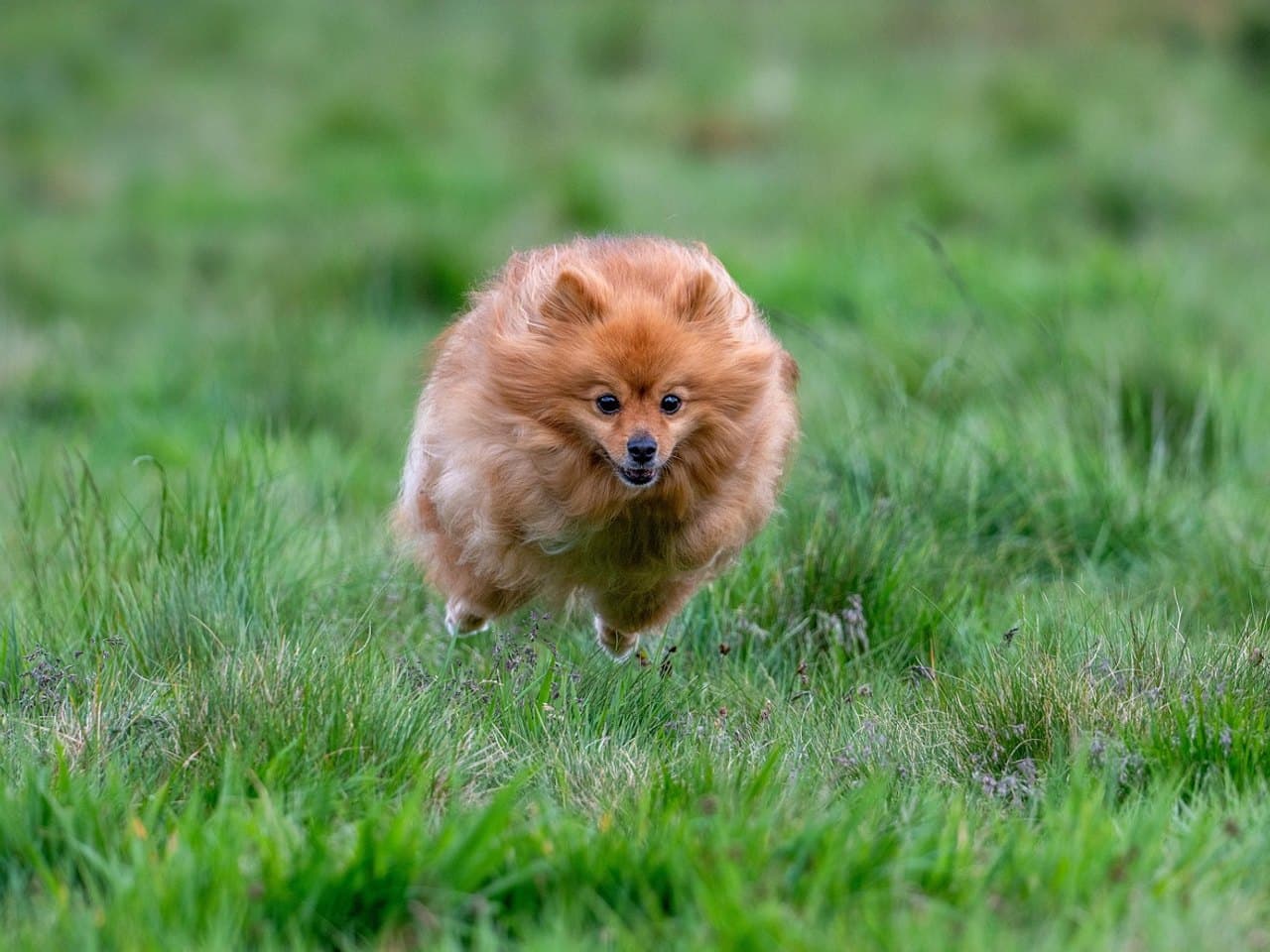 Petit spitz nain orange courant vers l'objectif dans une prairie, à peine plus haut que l'herbe, poil long ébouriffé par la course, oreilles droites