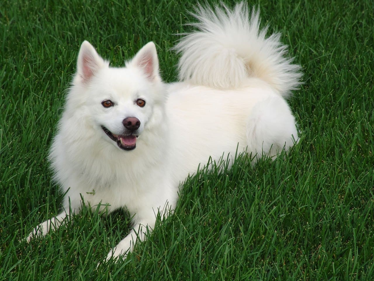 Un spitz japonais adulte blanc pur couché dans une pelouse épaisse, tourné de trois quarts vers l'objectif, gueule ouverte et langue sortie ; oreilles petites, triangulaires et bien dressées, museau pointu à truffe sombre, queue en panache repliée sur le dos, poil de couverture écarté formant un jabot au poitrail ; herbe verte tout autour, sans autre décor