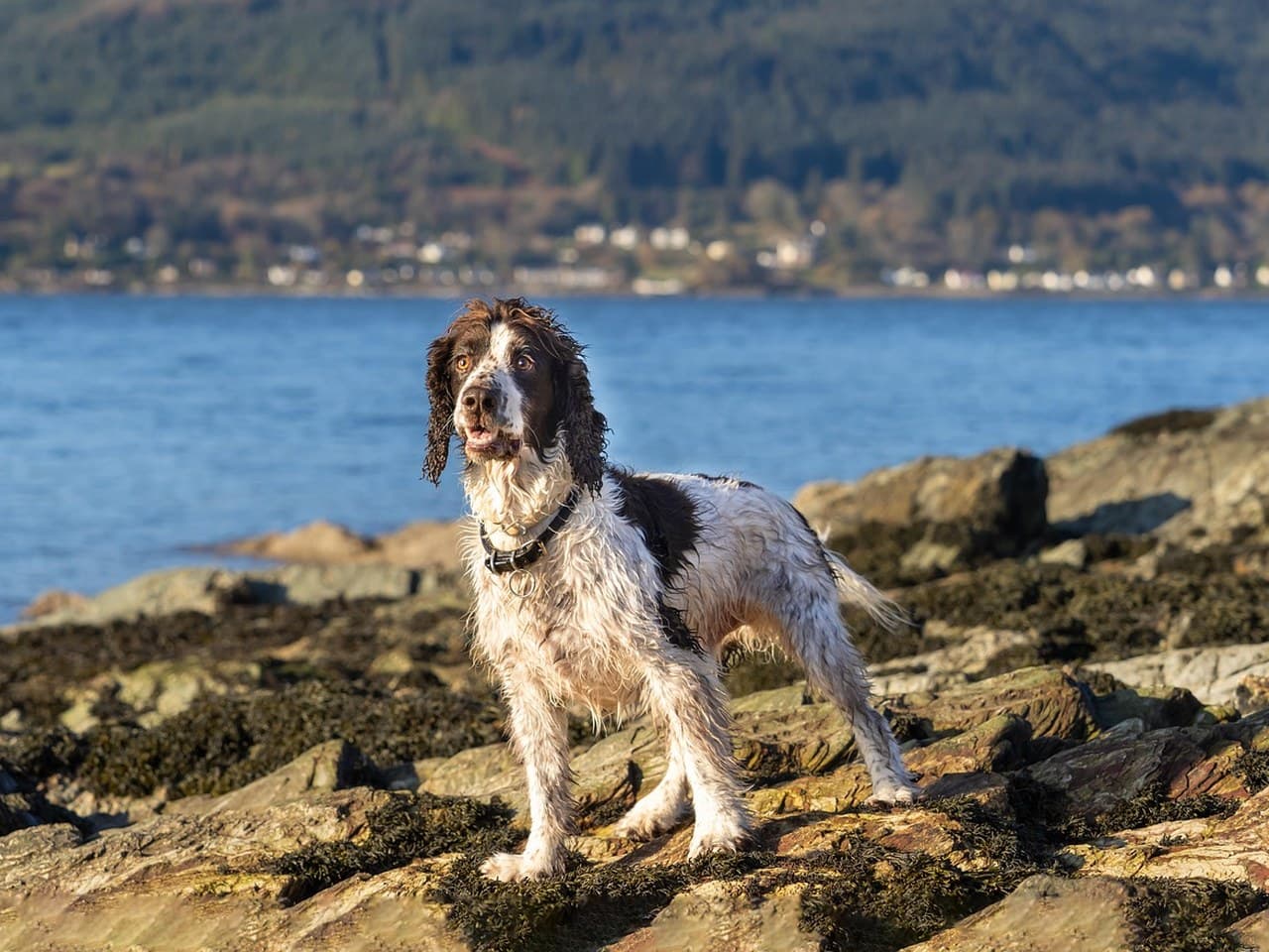 Springer spaniel anglais adulte foie et blanc debout sur des rochers au bord d'un loch, chien entier de trois quarts face, poil mouillé, longues oreilles frangées, membres nettement hauts, collier noir