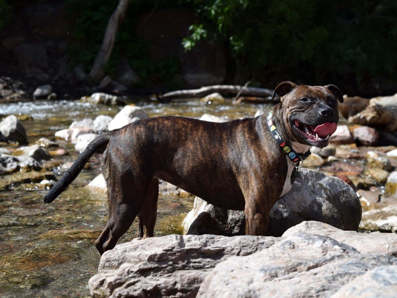 Staffordshire bull terrier bringé debout sur les rochers d'un ruisseau, format compact et bas sur pattes, oreilles repliées en rose, poitrail blanc, collier coloré