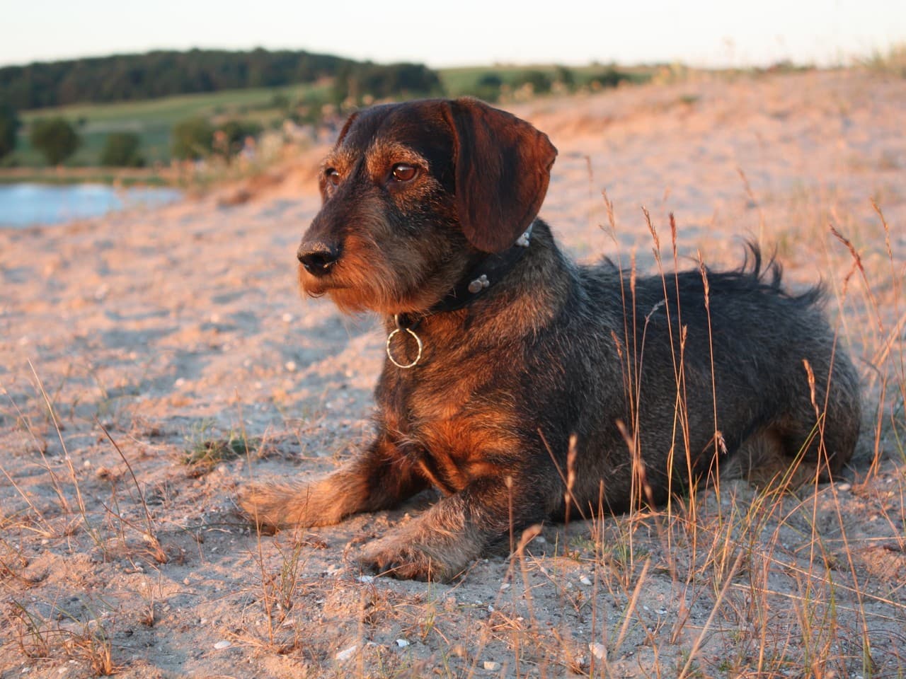 Teckel à poil dur couleur sanglier couché sur le sable dans la lumière rasante du soir, tête de trois quarts, barbe et sourcils fournis, poil rêche gris et fauve, herbes sèches autour, collier à anneau doré