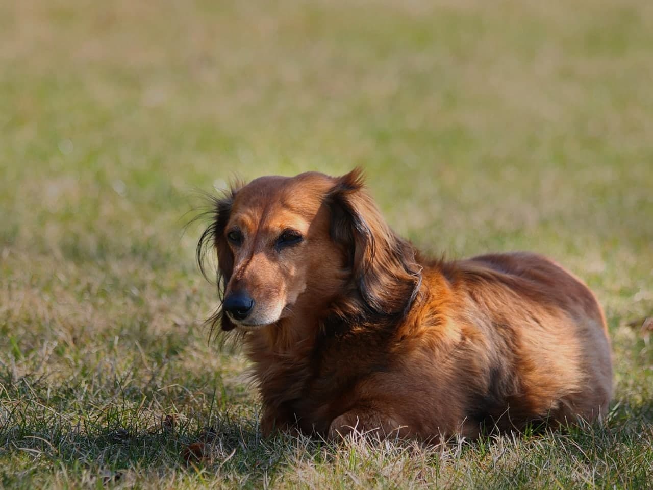 Teckel à poil long roux couché de profil dans l'herbe, longues franges aux oreilles