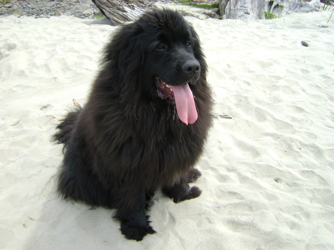Terre-Neuve adulte noir assis sur le sable clair d'une plage, chien entier, poil long et dense, tête large au museau court et carré, oreilles tombantes, gueule ouverte, sans collier, bois flotté derrière