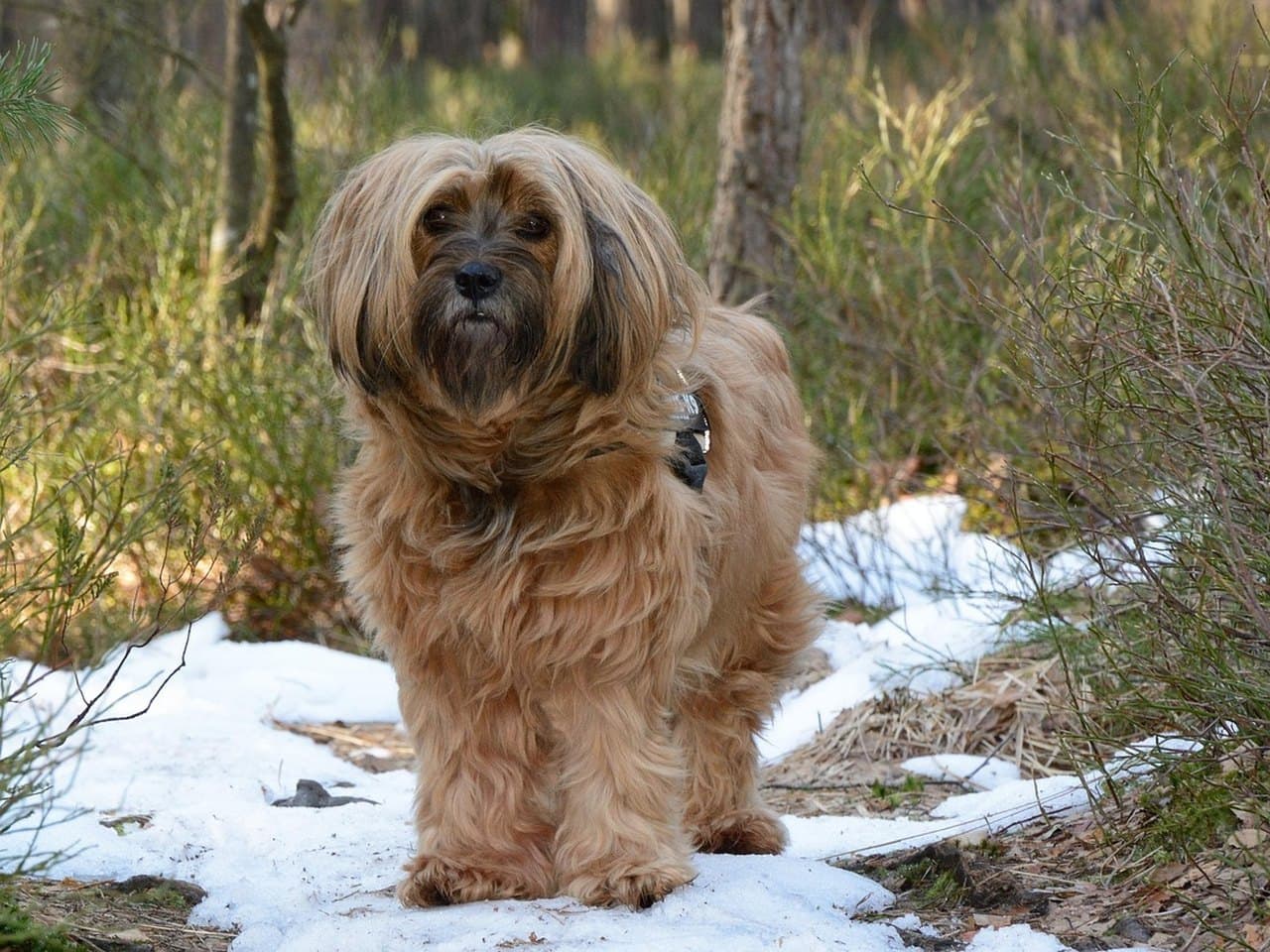 Un terrier tibétain adulte fauve debout de face sur une plaque de neige, dans un sous-bois de bruyères, chien entier sur ses quatre pieds ; poil long et abondant, mèches du front tombant en avant sans couvrir les yeux, barbe et museau sombres, oreilles pendantes noyées dans les franges ; collier noir à boucle visible sous la fourrure de l'encolure