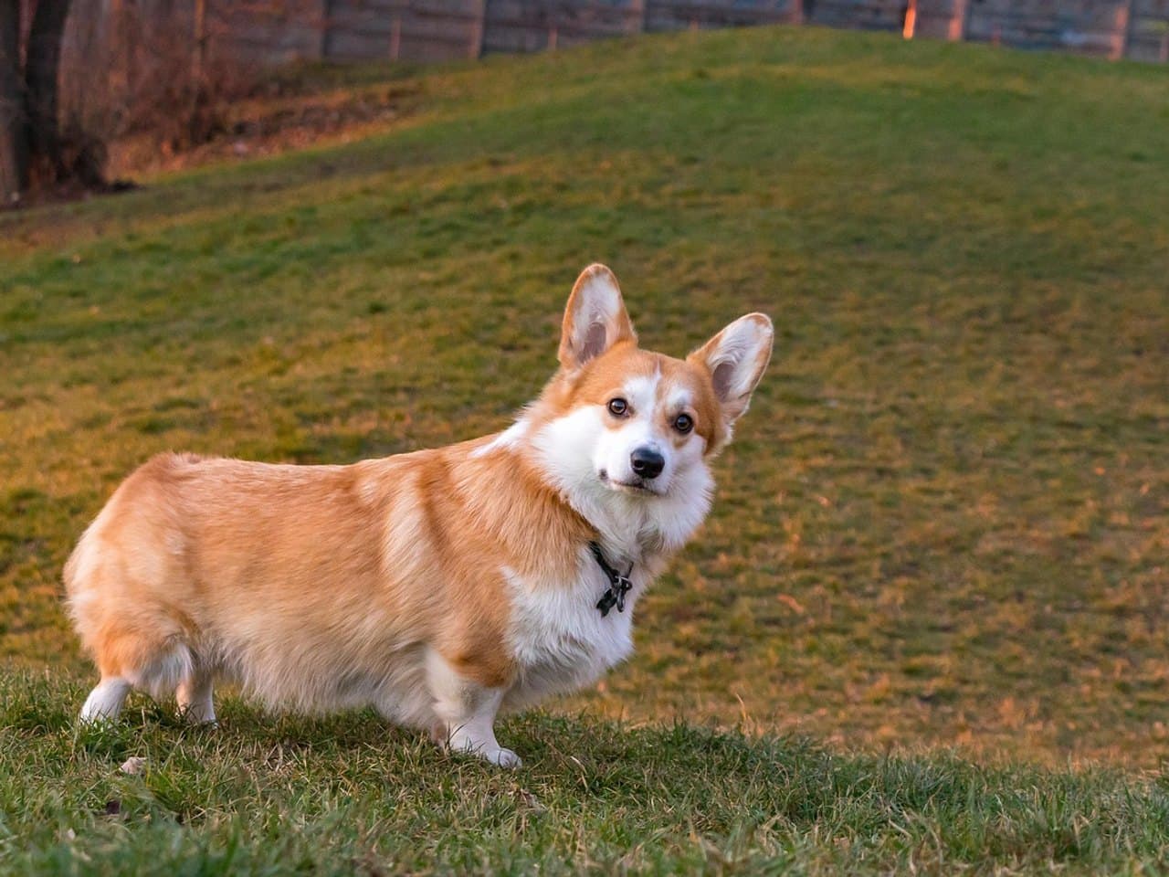 Welsh Corgi Pembroke adulte fauve et blanc, debout de profil sur une pelouse au soleil couchant, tête tournée vers l'objectif, grandes oreilles dressées, corps long porté par des pattes très courtes, collier sombre à médaille, arrière-train sans queue apparente