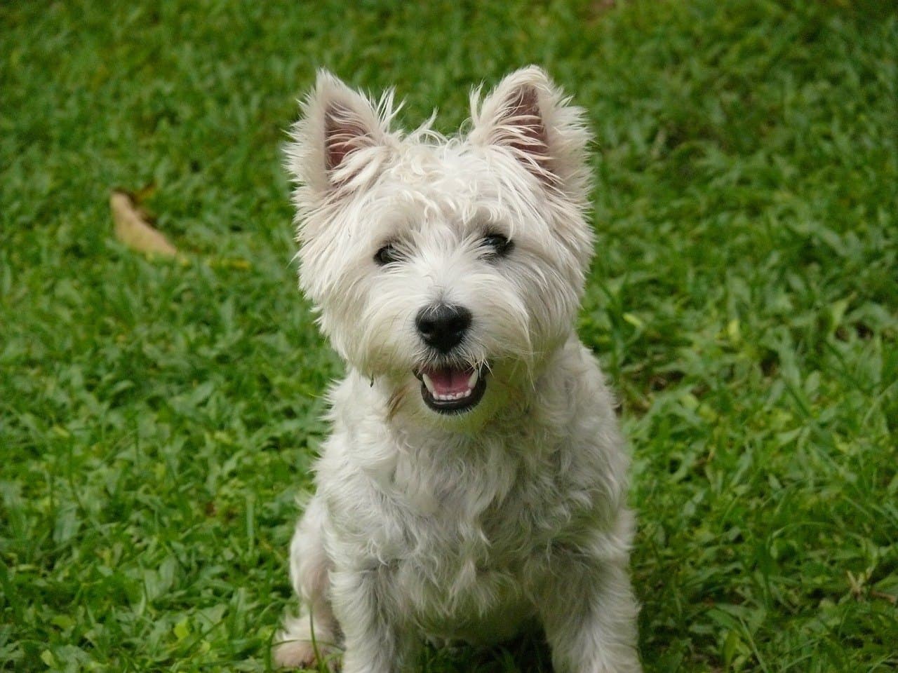 West Highland White Terrier adulte blanc assis de face sur une pelouse, poil dur légèrement ébouriffé, petites oreilles pointues dressées et bien fournies, truffe et bord des paupières noirs, gueule entrouverte, fond d'herbe verte uniforme