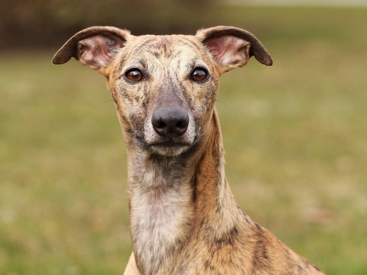 Whippet adulte bringé fauve, tête et encolure de face, oreilles en rose repliées vers l'arrière et légèrement décollées, museau long et fin, œil brun foncé, poil ras, fond d'herbe verte flou