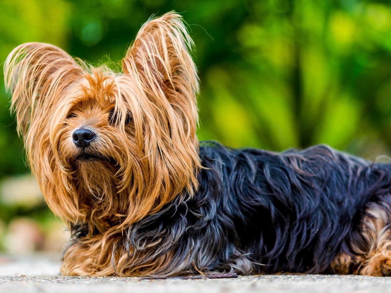 Yorkshire terrier adulte couché de profil sur une dalle, tête tournée vers l'objectif, longs poils fauve doré sur la tête et le poitrail, dos bleu acier sombre au poil long et droit, petites oreilles droites frangées, fond de verdure flou